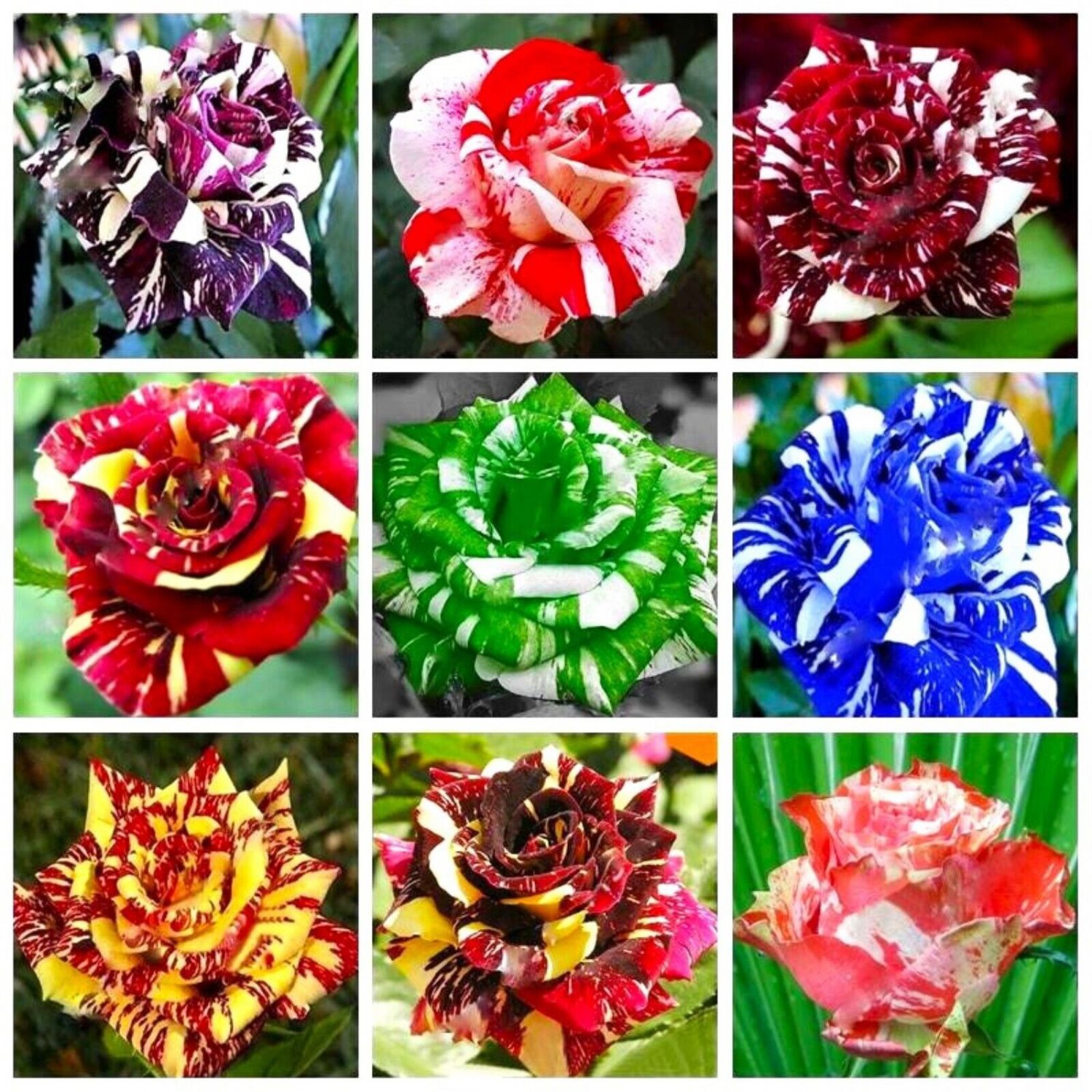 30 Mixed Color Dragon Rose Seeds Flower Plant