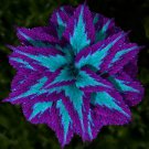 40 Mixed Colors Coleus Seeds Beautiful Flower Plant