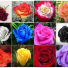 20 Beautiful Mixed Color Rose Seeds Flower Plant