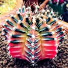 25 Mixed Colors Cactus Seeds Flower Plant Bonsai Dwarf