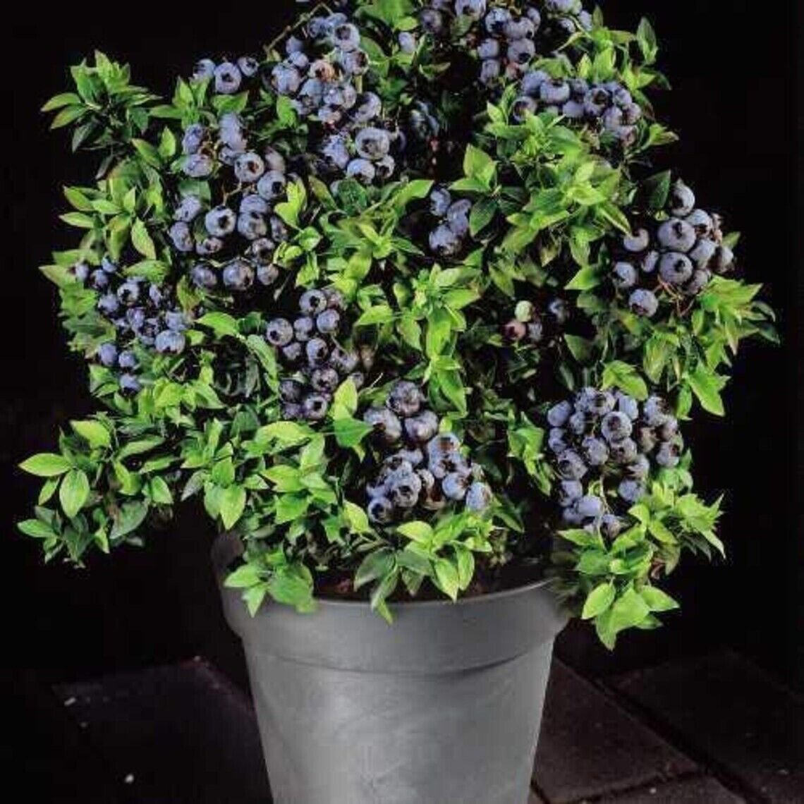 25 Dwarf Bonsai Blueberry Seeds Organic Mini Fruit Planter Bush Tree