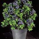 25 Dwarf Bonsai Blueberry Seeds Organic Mini Fruit Planter Bush Tree
