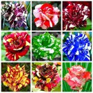 15 Mixed Color Dragon Rose Seeds Beautiful Flower Plant
