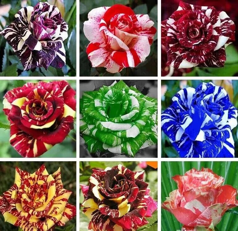 15 Beautiful Mixed Color Dragon Rose Seeds Flower Plant