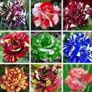 15 Beautiful Mixed Color Dragon Rose Seeds Flower Plant