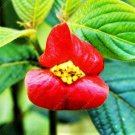 20 Red Lips Seeds Very Rare Exotic Flower Plant
