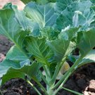 Collard Seeds Green Southern Georgia