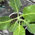 Collard Green Tree Kale Live 6 To 12 Inch Perennial Starter Plant Free Shipping