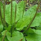 Plantain Seeds Perennial Medicinal