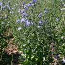 Dandelion Blue Chicory Herb Seeds Cichorium Intybus
