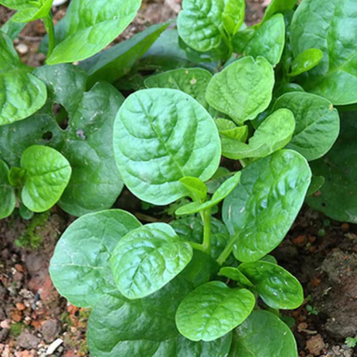Spinach Seeds Green Malabar