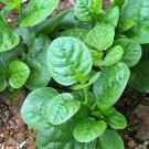 Spinach Seeds Green Malabar