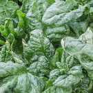 Spinach Seeds Bloomsdale