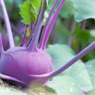 Kohlrabi Seeds Purple Vienna
