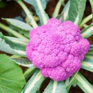 Cauliflower Seeds Violetta Italia