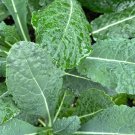 Kale Seeds Ethiopian