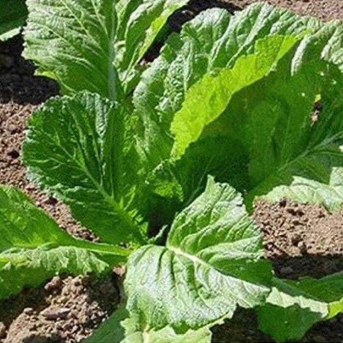 Mustards Seeds Florida Broadleaf