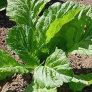 Mustards Seeds Florida Broadleaf