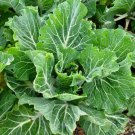 Kale Seeds Portuguese Tronchuda