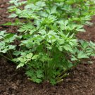 Parsley Seeds Italian Flat Leaf