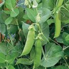 Pea Sweet Patio Pride