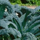 Kale Seeds Black Tuscan Dinosaur