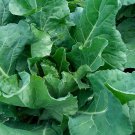 Collard Seeds Morris Heading