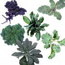 Kale Seeds Garden Mix