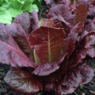 Lettuce Seeds Red Romaine