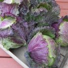 Cabbage Seeds Purple Savoy