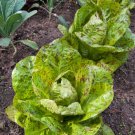 Lettuce Seeds Freck Romain Lettuce
