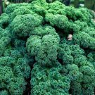 Kale Seeds Vates Blue Scotch Curl
