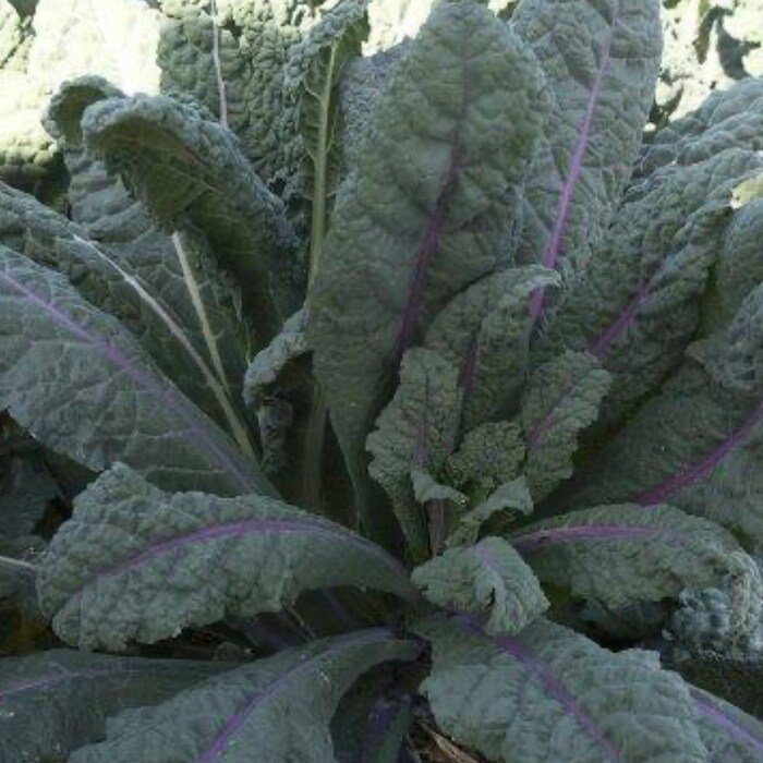 Kale Seeds Dazzling Blue