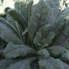 Kale Seeds Dazzling Blue