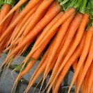 Carrot Seeds Tender Sweet