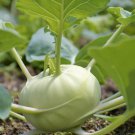 Kohlrabi Seeds Early White