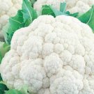 Cauliflower Seeds Snowball