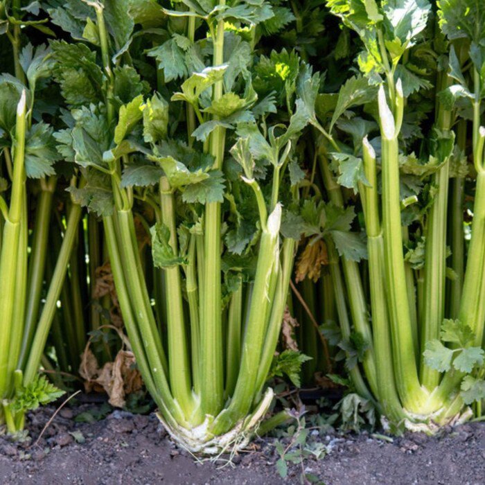 Celery Seeds