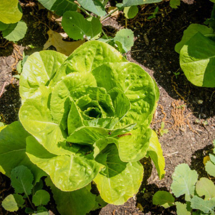 Lettuce Seeds Bib