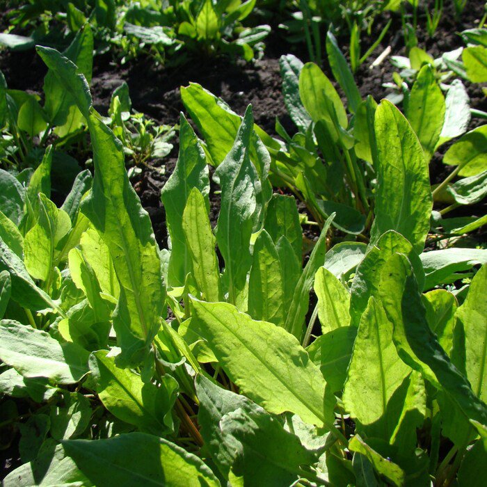 Sorrel Seeds Large Leaf