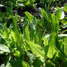 Sorrel Seeds Large Leaf