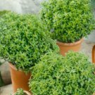 Basil Seeds Dwarf Greek Herb