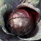 Cabbage Red Acre