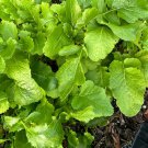 Turnip Top Greens Seeds