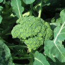 Broccoli Seeds Calabrese Green Sprouting