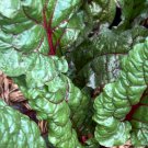 Swiss Chard Rhubarb Seeds