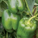 Bell Pepper Seeds Sweet Emerald Green Giant