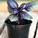 Basil Seeds Red Rubin Herb