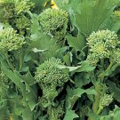 Broccoli Seeds Raab Sorrento