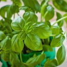 Basil Seeds Sweet Basil Herb